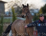 Zingaro Tosc Tour2013- S5 1615 : Arezzo, Cavalli d'Italia, Toscana Tour 2013, Zingaro, foto di Stefano Secchi ©